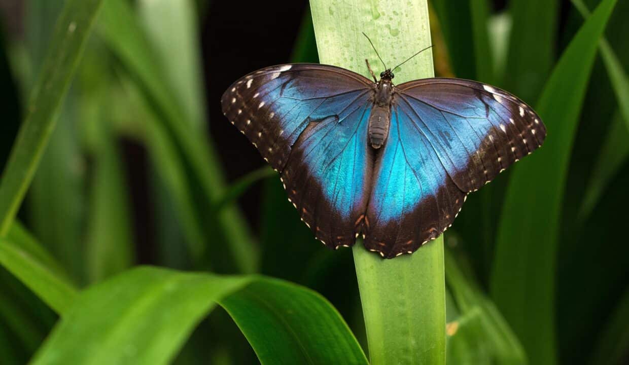 blue-morpho-butterfly-2022-03-02-16-17-27-utc