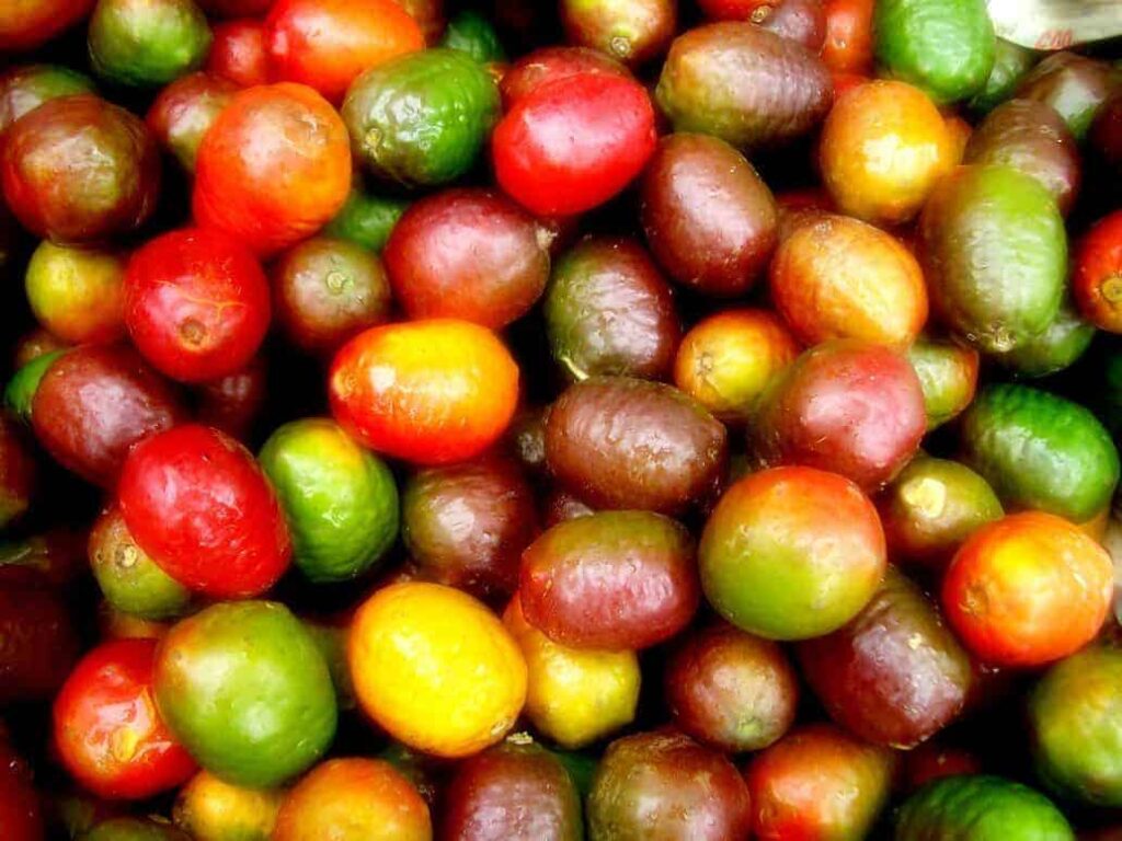 tropical fruits of costa rica you must try now 3