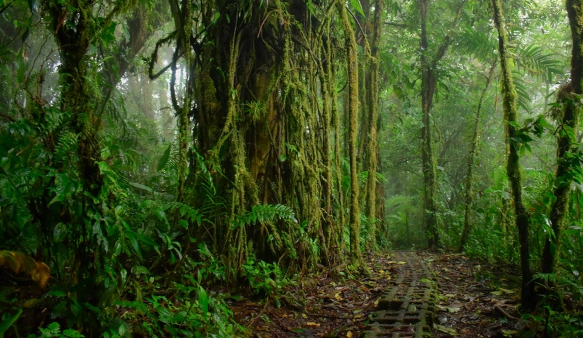 Best hikes in Costa Rica through the misty Monteverde Cloud Forest Reserve