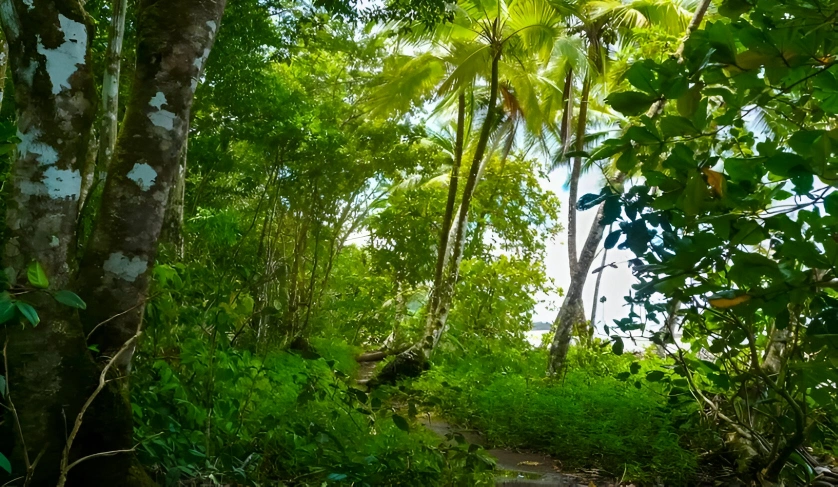 Dense greenery on a trail in Corcovado National Park, Costa Rica