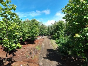 PRIVATE 200-ACRE COUNTRY RETREAT NEAR BEACHES, tamarindo, Costa Rica — photo 7