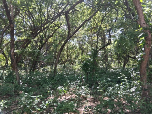 Forest in Playa Grandejpg