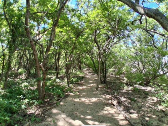Walking trail in the green curtain